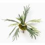 Fougère décorative corne de cerf CHARLS à planter, vert, 50cm, Ø70cm