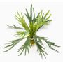 Fougère décorative corne de cerf CHARLS à planter, vert, 45cm, Ø80cm