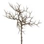 Branche décorative Épine du Christ SPROLI, brun, 45cm