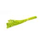 Herbe sèche Phalaris BRAGILA, botte, vert pomme, 50-75cm, Ø12cm