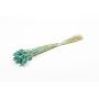 Herbe sèche Phalaris BRAGILA, botte, turquoise, 50-75cm, Ø12cm