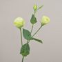 Branche de lisianthus artificielle RINARA, crème-vert, 65cm