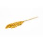 Botte sèche de roseau DONJETA, curry, 70-80cm, Ø15cm