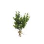 Bouquet décoratif d'eucalyptus YANCHEN, vert, 25cm