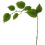 Branche décorative de cornouiller SHUNNAN, verte, 75cm