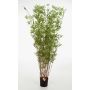 Fausse plante bambou DAYA, tiges naturelles, 100cm