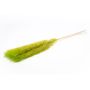 Herbe de la pampa séchée ANIAMI, vert pomme, 130-140cm, Ø20cm