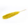 Herbe de la Pampa séchée ANIAMI, jaune, 130-140cm, Ø20cm