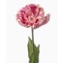 Tulipe perroquet décorative LIOMARA, lilas clair, 65 cm