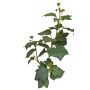 Branche de lierre artificiel TOYAH avec fruits, verte, 65 cm
