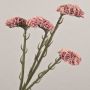 Fleur synthétique Strandflieder AYISHA, aspect séché, vieux rose, 65cm, 3,5x6cm