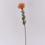 Fleur décorative Leucospermum Protea URMINE, aspect sec, orange, 60cm