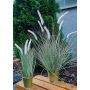 Faux pennisetum alopecuroides SVERRE avec des panicules, en pot en zinc, rose-vert, 50cm