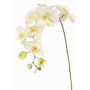 Branche fleurie artificielle Orchidée Phalaenopsis WESA, blanc-vert, 100cm