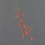 Branche florale artificielle Orchidée Cattleya TRASSA, rouge-orange, 80cm