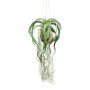 Suspension artificielle de tillandsia GRISPU dans une noix de coco, vert, 65cm