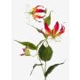 Fleur textile Gloriosa FUJITA, rose-jaune, 80cm, Ø15cm