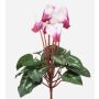 Cyclamen synthétique VERIANA sur tige, blanc-fuchsia, 30cm