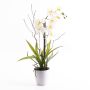 Orchidée Phalaenopsis en plastique MELINA dans un pot décoratif, blanche, 65 cm