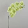 Orchidée Phalaenopsis artificielle sur tige AURELIA, crème-vert, 95cm