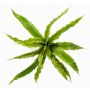 Plante décorative Fougère nid FRANNY, à planter, vert, 30cm, Ø30cm