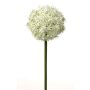Allium artificiel SAMARA, crème, 75cm, Ø12cm