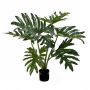 Plante décorative Philodendron Selloum LAINA, 60cm