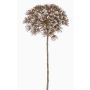 Fausse fleur Berce du Caucase ANSARI, marron, 80cm, Ø22cm