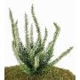 Fleur artificielle bruyère IMKE à planter, crème, 25cm, Ø1cm