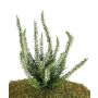 Fleur artificielle bruyère IMKE à planter, crème, 25cm, Ø1cm