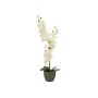 Orchidée artificielle Phalaenopsis KATALIN, pot décoratif, crème, 80 cm
