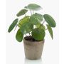 Plante succulente artificielle pilea SYBIL dans un pot en terre cuite, verte, 20cm