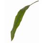 Feuille de cordyline décorative ELARA, vert, 90cm