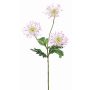 Chrysanthème décoratif SOLVIE, blanc-rose, 70cm, Ø10cm
