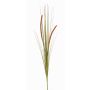 Herbe décorative JILL, piquet, panicules, vert-rouge, 90cm