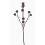Branche d'eucalyptus décorative BASILIUS avec fruits, marron, 60cm