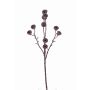 Branche d'eucalyptus décorative BASILIUS avec fruits, marron, 60cm