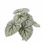 Bégonia rex décoratif KATRICE à planter, vert-gris, 25cm