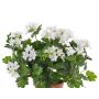 Géranium décoratif BERENIKE à planter, crossdoor, blanc, 40cm, Ø5-8cm