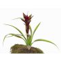 Fausse plante Guzmania ANELY, en fleurs, à planter, rouge, 40cm