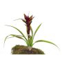Fausse plante Guzmania ANELY, en fleurs, à planter, rouge, 40cm