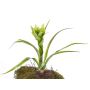 Fausse plante Guzmania ANELY, en fleurs, à planter, vert, 40cm