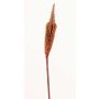Fausse fleur Bulbinella TALUNA, brun-rouge, 65cm, Ø4cm