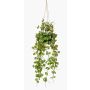 Suspension artificielle avec ceropegia BOLTEN, vert, 50cm
