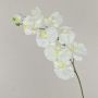 Branche d'orchidée phalaenopsis artificielle ANAT, crème, 100cm