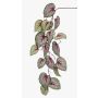 Branche artificielle de bégonia rex MEIRA, vert-rose, 110cm