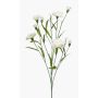Fleur artificielle œillet KANO, crème, 70cm