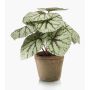 Plante artificielle: bégonia à feuilles MEIRA dans un pot en terre cuite, vert-gris, 25cm