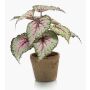 Plante artificielle: bégonia à feuilles MEIRA dans un pot en terre cuite, vert-rose, 25cm