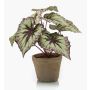 Plante artificielle: bégonia à feuilles MEIRA dans un pot en terre cuite, vert-violet, 25cm